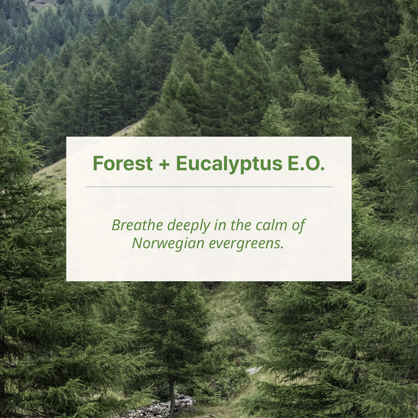 #fragrance_lofoten forest