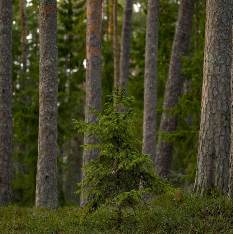 Lofoten Forest
